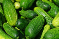 Spacemaster Cucumber Seeds, NON-GMO, Compact Variety, Cucumis sativus, Free Shipping