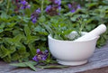 Medicinal Seed Set #2, 12 Organic Herb Seeds, Healing Varieties for Home Gardening, Plantago, Echinacea, Calendula
