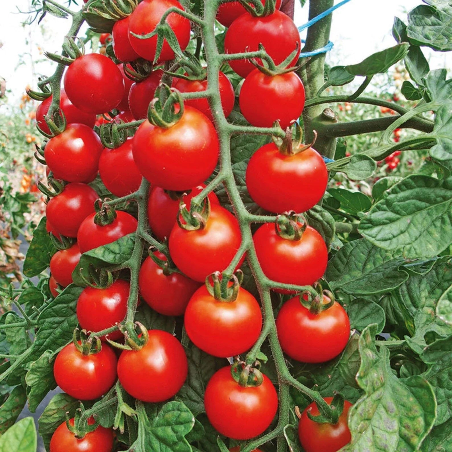 Cherry Tomato Seeds - 100+ Heirloom, Non-GMO, Organic, Super Sweet Variety - Rare (Solanum lycopersicum)