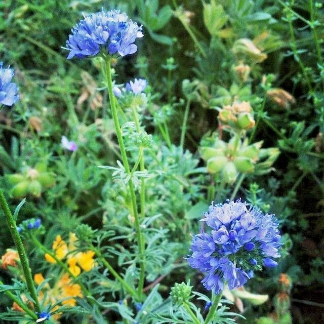 Globe Gilia Flower Seeds, 401+ Count, Native Southwest Wildflower, Drought & Heat Tolerant, Gilia capitata