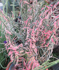 Devil's Backbone Cuttings - 10 Zig Zag Redbird Variegated - Pedilanthus Tithymaloides