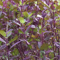 Red Leaf Holy Basil Seeds, NON-GMO, Tulsi, Ayurveda, Monks Basil, Ocimum sanctum, Organic Gardening, Herbal Seeds