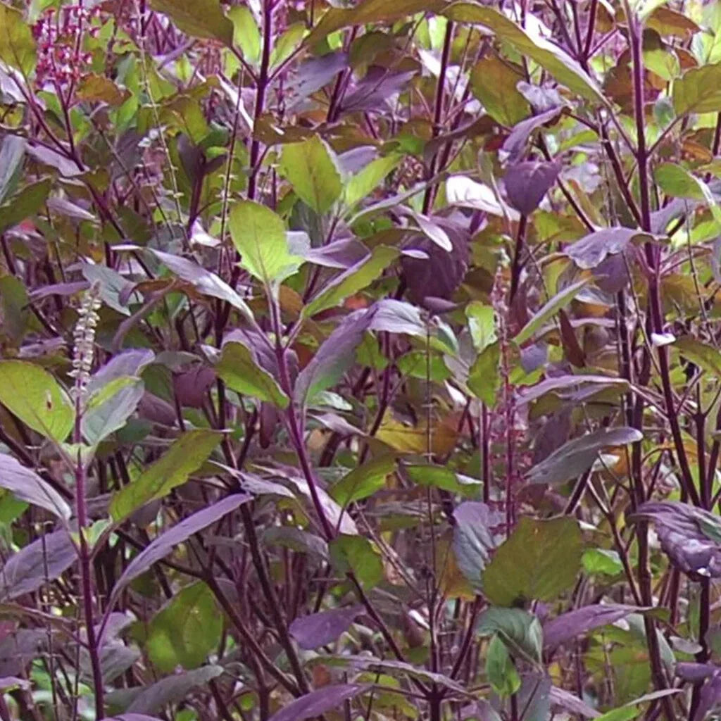 Red Leaf Holy Basil Seeds, NON-GMO, Tulsi, Ayurveda, Monks Basil, Ocimum sanctum, Organic Gardening, Herbal Seeds