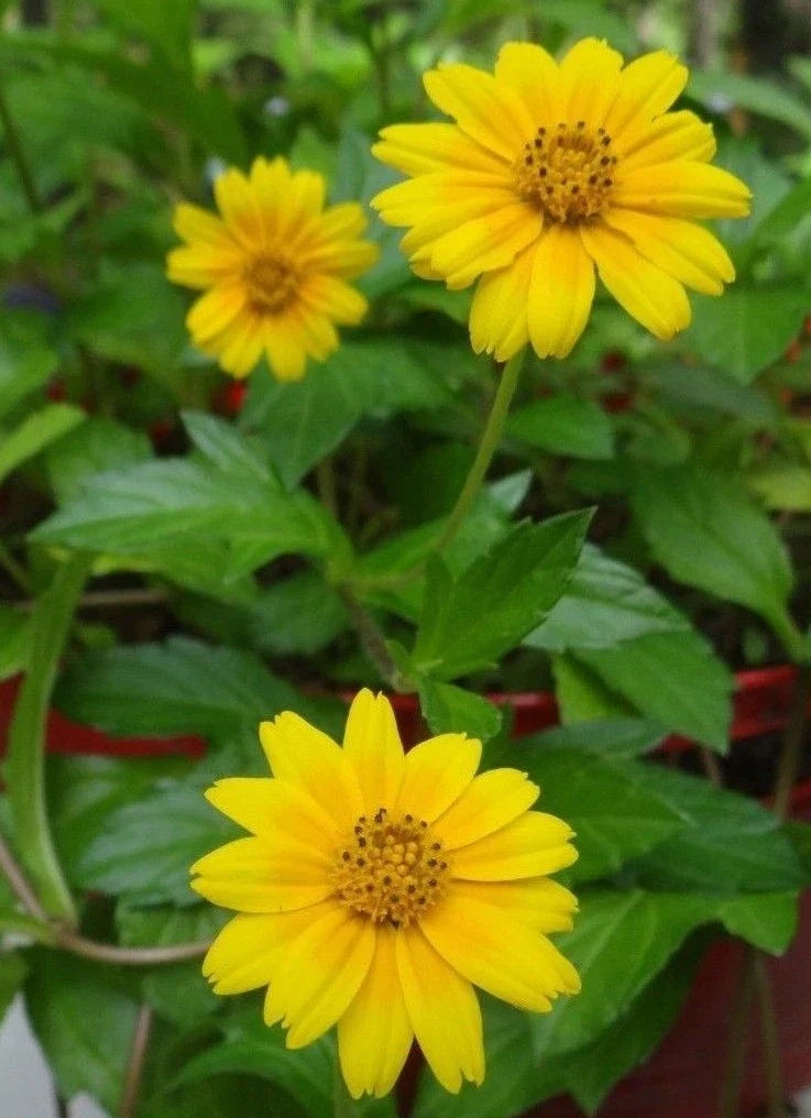 Wedelia Trilobata Live Starter Plants 6" Yellow Singapore Daisy Creeping Vine