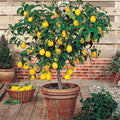 Meyer Lemon Tree - 8-14" Live Citrus Plant in 10" Pot - Citrus limon - Indoor/Outdoor Gardening