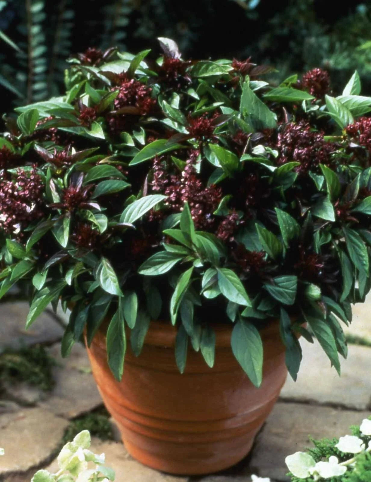 Basil Seeds - 500 Count - Siam Queen Thai Basil - Non-GMO Culinary Herb - Ocimum basilicum