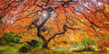 Sugar Maple Seeds | 50 Pack | Acer saccharum | Maple Tree Seeds for Planting