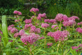 Swamp Milkweed Seeds 200 Pcs for Monarch Butterflies - Asclepias incarnata - Native Pollinator Plants