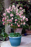 Pale Pink Sugar Tip Double Rose of Sharon Hibiscus 6 Dipped Cuttings - Rare Plant Propagation
