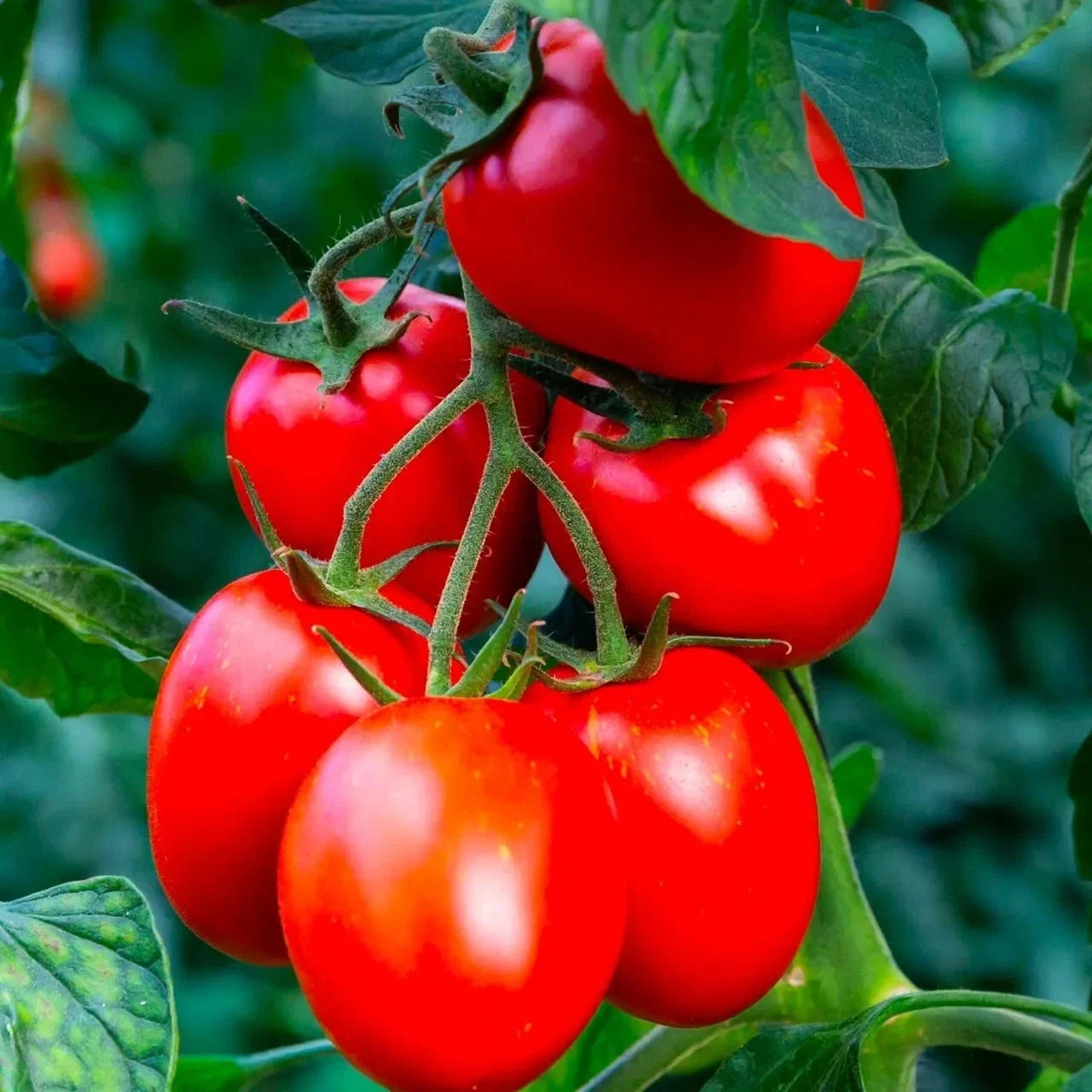 Rio Grande Tomato Seeds - Organic Heirloom - Non-GMO - 10+ Fresh Seeds - Solanum lycopersicum