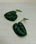 Satin Pothos Cuttings - Rooted Nodes - Live Scindapsus Plant Cuttings for Propagation