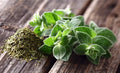 Oregano Seeds | 150+ Seeds | Culinary Herb for Cooking | Origanum vulgare