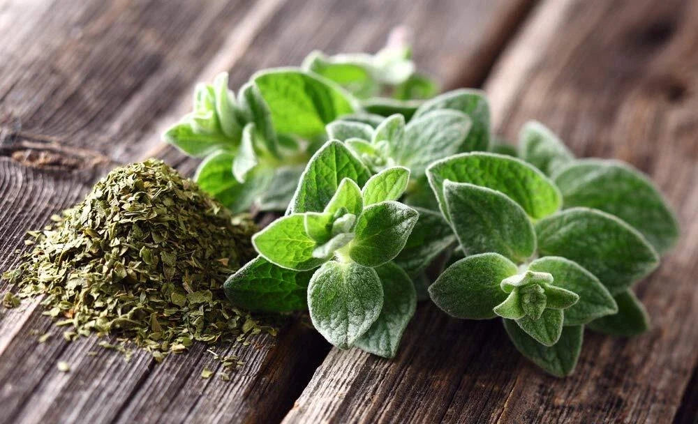 Oregano Seeds | 150+ Seeds | Culinary Herb for Cooking | Origanum vulgare