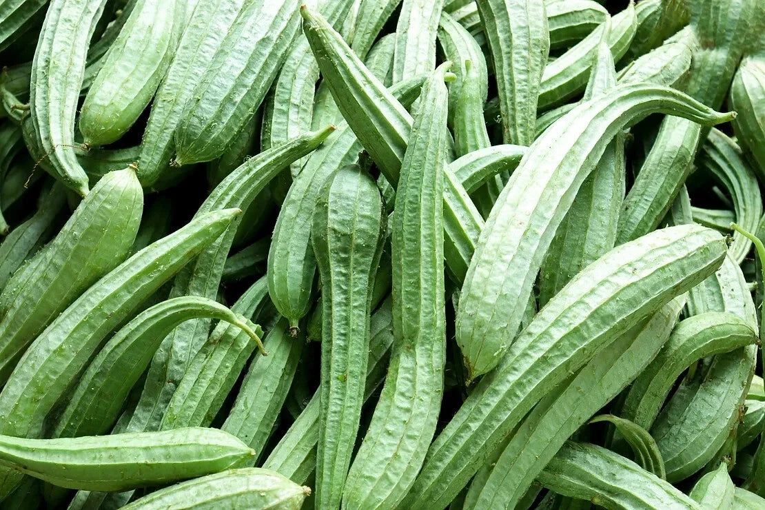 Sponge Gourd Seeds - 25+ Pack - Heirloom Vegetable for Garden Planting - Luffa cylindrica