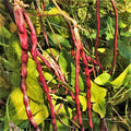 Mosaic Yard Long Bean Seeds - Purple Pink White Variety - Chinese Asparagus Asian Seeds - 2025
