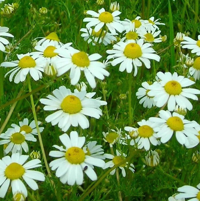 German Chamomile Seeds 4000+ Organic Annual Herb for Garden, Matricaria chamomilla, Free Shipping