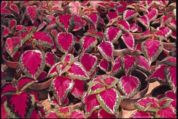 Coleus Seeds - Color Pride Variety - 40 Fresh Seeds - Plectranthus scutellarioides - FREE Shipping
