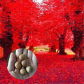 Red Oak Tree Seeds | 5 Seeds | Bonsai Variety | Quercus rubra, Highly Prized for Planting