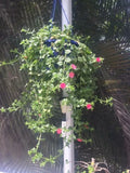 APTENIA Cuttings - Red Apple Ice Plant, Baby Sunrose - 6 Cuttings + 1 Free Cutting - Aptenia cordifolia