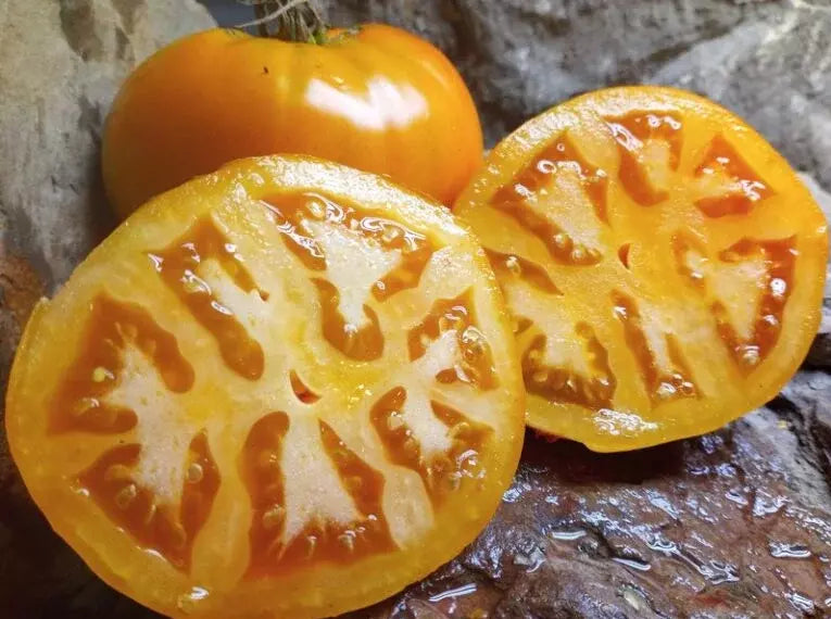 Golden Jubilee Tomato Seeds - Organic Heirloom - Non-GMO - 120+ Seeds - Solanum lycopersicum