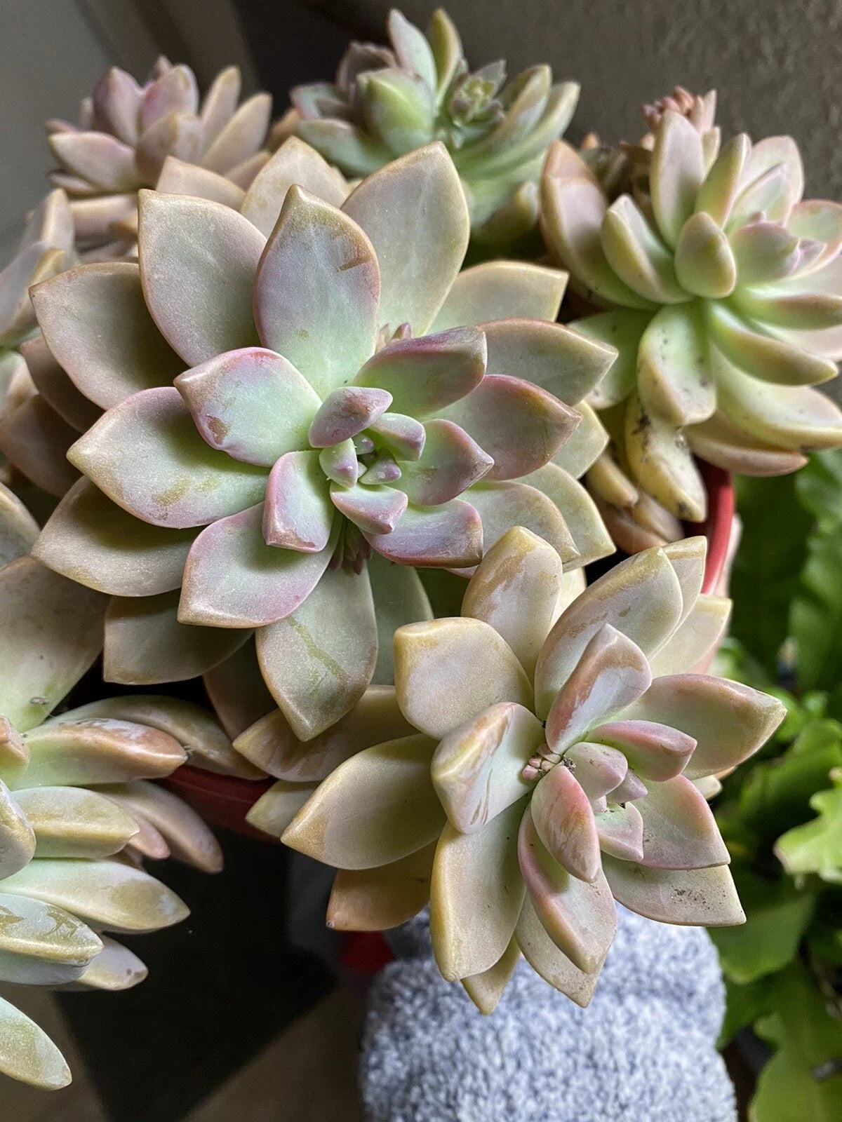 Graptopetalum Paraguayense Ghost Plant Succulent Cuttings - 6 Healthy Plants, Easy Care, Drought Tolerant