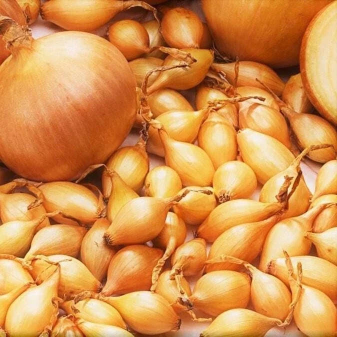 Spanish Globe Onion Sets for Planting - Bulb Variety - Allium cepa - Vegetable Garden Starter Kits