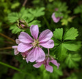 Wild Geranium Roots – 10 Fresh Perennial Plants – Geranium maculatum – No Shipping to AK, HI, PR