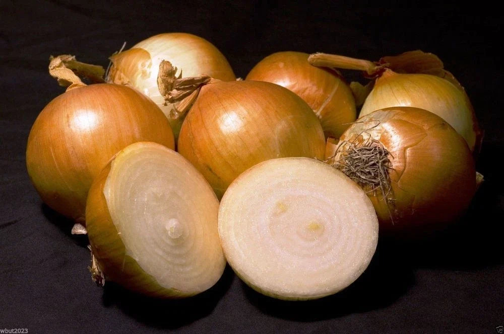Onion Seed Texas 1015Y Super Sweet Fresh Seeds for Slicing - Allium cepa