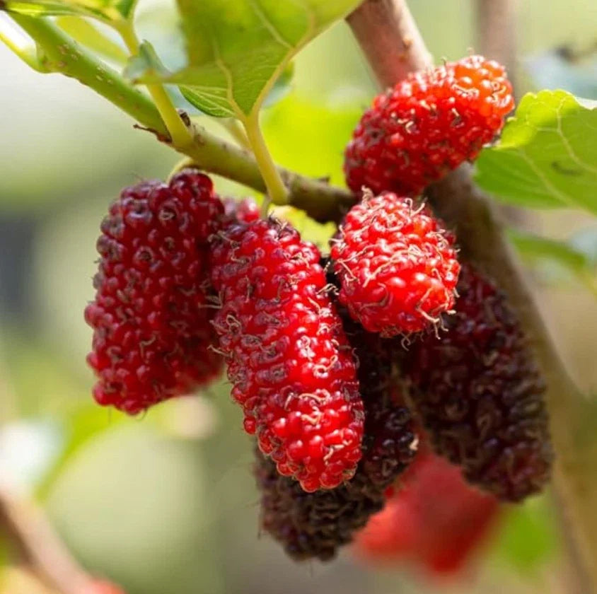 Live Red Mulberry Plant - 16-24" Bare Root - Morus rubra - 1-2 Years Old