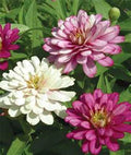 Zinnia Seeds 100+ Pack Mixed Colors Bright & Beautiful Zinnia elegans