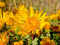 Puget Sound Gumweed Seeds, 100 Count, Grindelia, Medicinal Herb, Wildflower, Native Plant