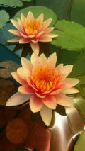 Orange Yellow Lotus Seeds - 5 Pack - Nelumbo nucifera - Hardy Tropical Flowering Plant