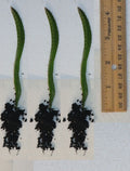 Rooted Yellow Dragon Fruit Seedlings - Cactus - 4 Inch - Hylocereus undatus