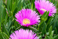 30 pc Live Ice Plant Cuttings for Rooting - Perfect Ground Cover - Delosperma spp.