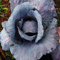 Cabbage Seeds 500 Count, Red Acre Heirloom, Non-GMO Cabbage (Brassica oleracea)