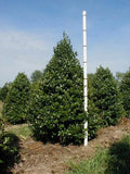 Oak Leaf™ Holly Plant - Evergreen Shrub - Ilex x 'Oak Leaf' - Hardy Landscape Foliage - Low Maintenance Garden Choice