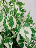 Pothos Pearls and Jade Cuttings - 3 Variegated Devil’s Ivy Indoor House Plant - Epipremnum aureum
