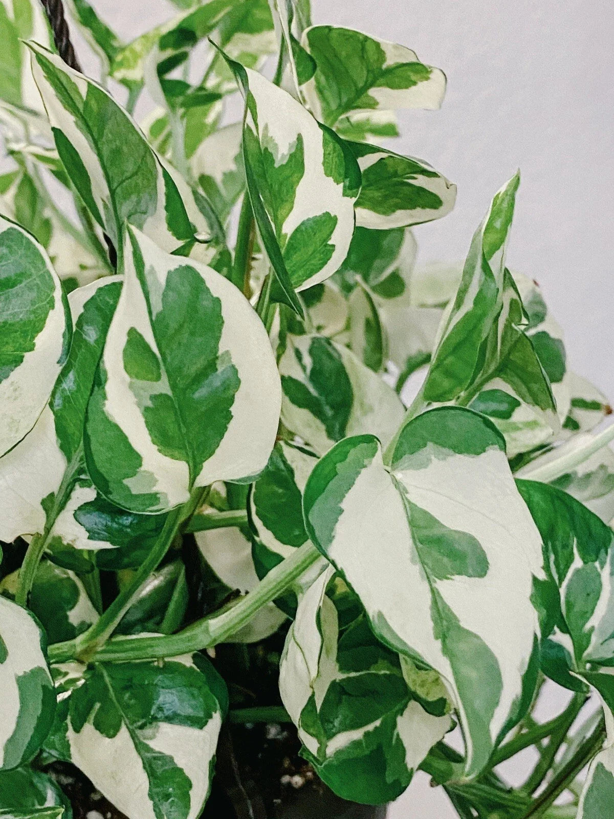 Pothos Pearls and Jade Cuttings - 3 Variegated Devil’s Ivy Indoor House Plant - Epipremnum aureum