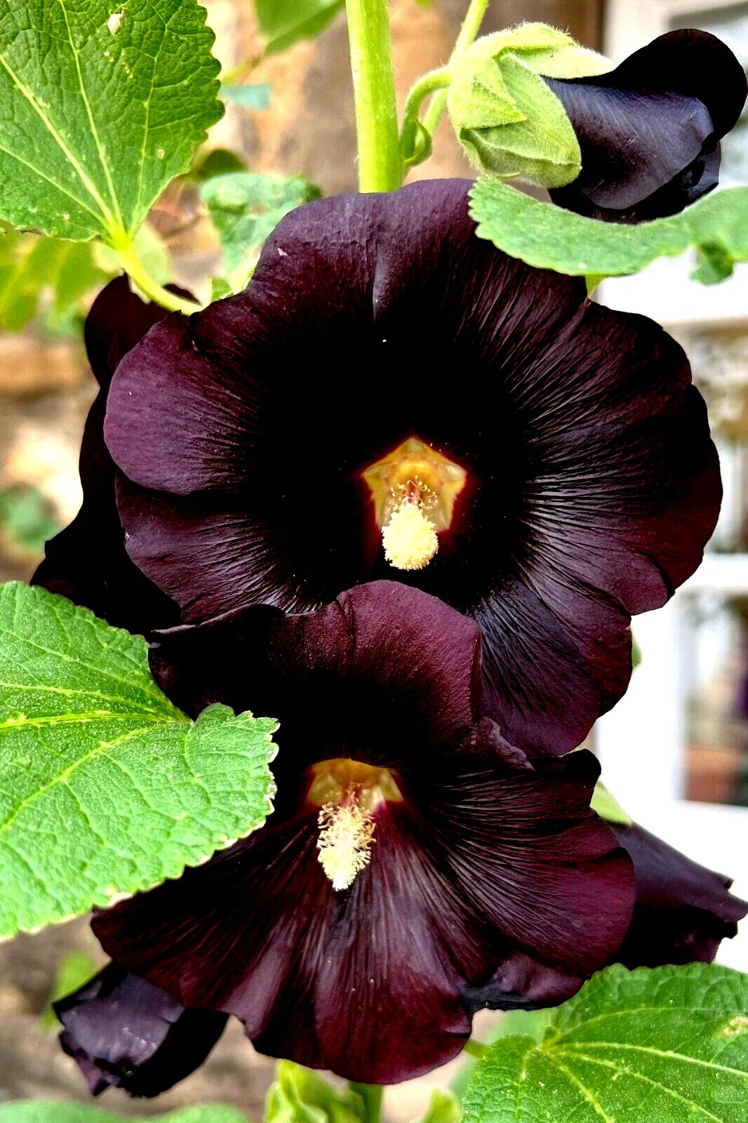 Giant Black Hollyhock Seeds - 50 Count - Hardy Perennial - Easy to Grow - Alcea rosea - USA Seller