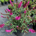 Raspberry Buddleia Starter Plant 2–4” | Butterfly Bush | Buddleja davidii