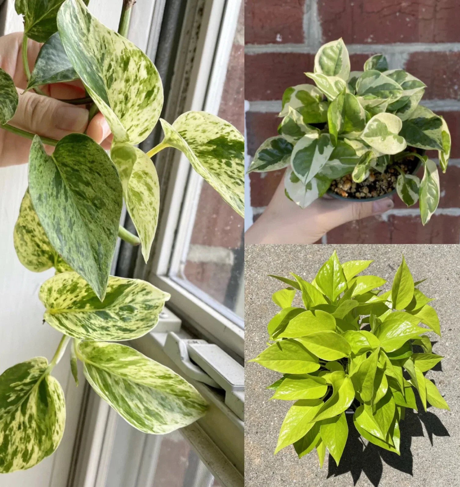 Pothos Ivy Cuttings Combo - 6 Indoor Plant Cuttings: 2 Marble Queen, 2 Lemon/Neon, 2 N'Joy (Epipremnum aureum)