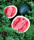 Sugar Baby Watermelon Seeds - 25 Non-GMO Seeds | Sweet Watermelon Variety | Citrullus lanatus