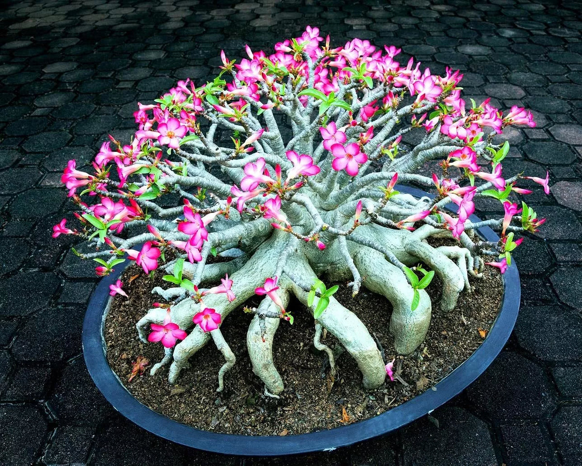Desert Rose Seeds - Mixed Color - Easy to Grow Adenium Obesum - Exotic Bonsai Plant
