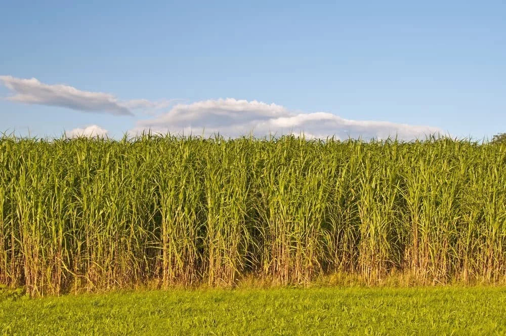 Switchgrass Seeds for Planting - Fast Growing Hardy Prairie Grass, Biofuel (Panicum virgatum)