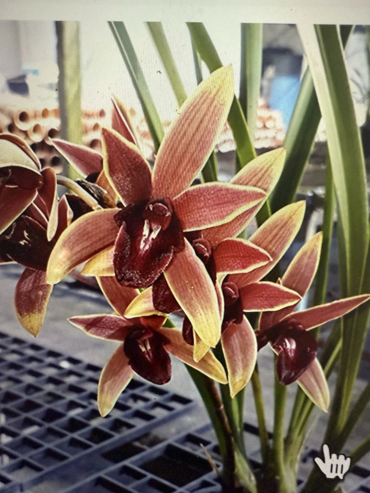 Orchid Plant - Cymbidium Aussie Dreamtime - Bloom Size - Bare Root Ship