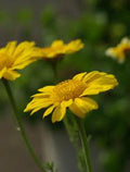 Garland Chrysanthemum Seeds, 50+ Golden Yellow Blooms, Newly Harvested, Chrysanthemum coronarium