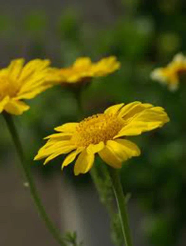 Garland Chrysanthemum Seeds, 50+ Golden Yellow Blooms, Newly Harvested, Chrysanthemum coronarium