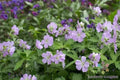 Joan Baker Geranium Seeds - 25+ Pack for Garden Planting - Pelargonium x hortorum