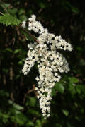 Ocean Spray Bush Seeds 50 Seeds - Cream Bush, Holodiscus discolor, Native Plant, Garden Seeds