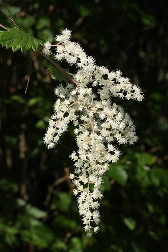Ocean Spray Bush Seeds 50 Seeds - Cream Bush, Holodiscus discolor, Native Plant, Garden Seeds